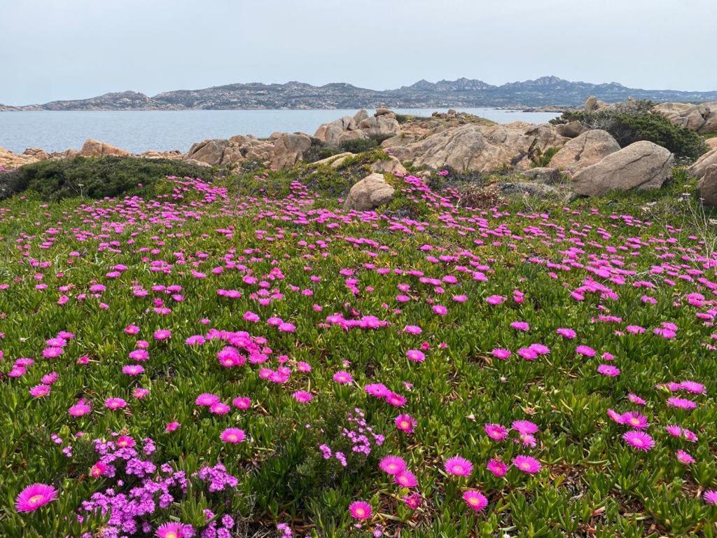 Villa Casa Mughetto R5055 Seafront, Private Sea Access, Swimming Pool La Maddalena  Exterior foto